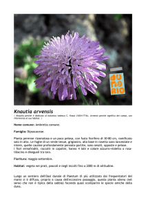 Knautia arvensis - Legambiente Paestum