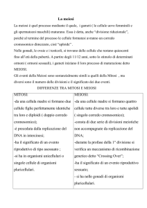 La meiosi