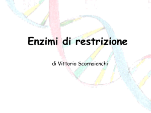 Enzimi di restrizione