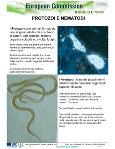 PROTOZOI E NEMATODI
