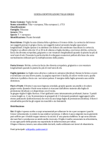 SCHEDA`IDENTIFICAZIONE`TIGLIO`IBRIDO`