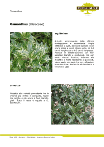 Osmanthus - Vivai MGF