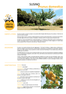 susino - Frutta Urbana