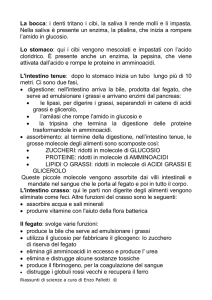 La bocca: i denti tritano i cibi, la saliva li rende molli e li impasta