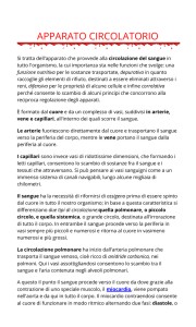 APPARATO CIRCOLATORIO