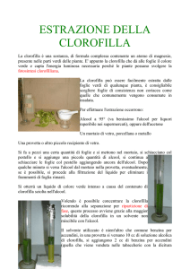 ESTRAZIONE DELLA CLOROFILLA