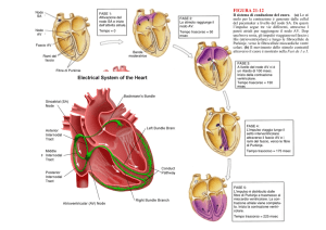 pressione di riempimento POMPA MUSCOLARE e RESPIRATORIA