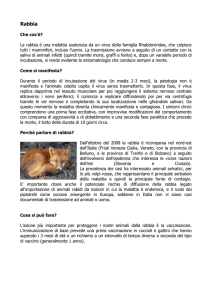 Rabbia - Veterinario - Assisi - Clinica Veterinaria San Francesco