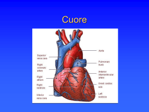 sistema cardiocircolatorio File