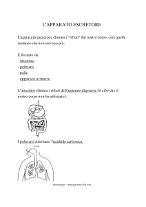 l`apparato escretore