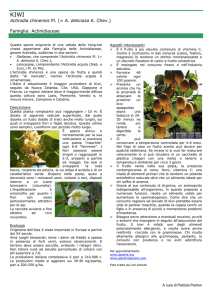 Actinidia chinensis Pl. (= A. deliciosa A. Chev.) Famiglia: Actinidiaceae