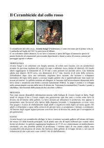 Il Cerambicide dal collo rosso