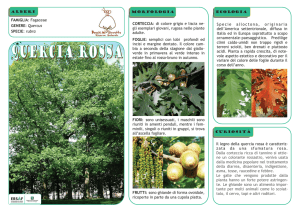 Quercia rossa - Montagne di Valgrigna