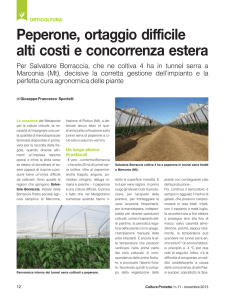 Peperone, ortaggio difficile alti costi e concorrenza estera