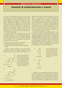 Reazioni di ossidoriduzione e viventi