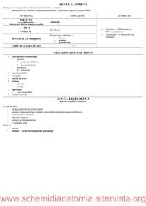 13) TELENCEFALO – Sistema limbico
