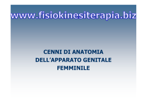 Apparato genitale femminile