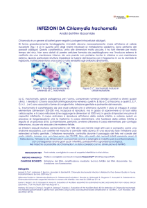 INFEZIONI DA Chlamydia trachomatis