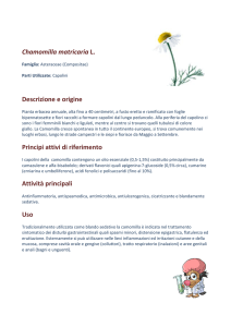 Chamomilla matricaria L. Descrizione e origine Principi