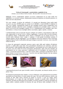 Molluschi Gasteropodi