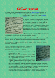 Cellule vegetali