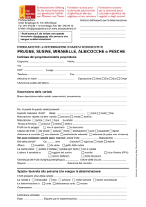 PRUGNE, SUSINE, MIRABELLE, ALBICOCCHE