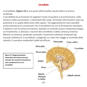 Cervelletto