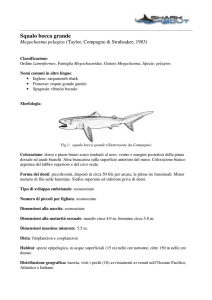 Squalo bocca grande
