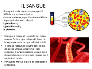 l`apparato cardiocircolatorio