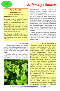 Alliaria petiolata - Piante spontanee in cucina