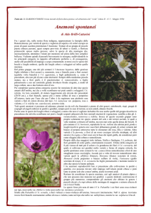 Anemoni spontanei - Provincia di Pesaro e Urbino