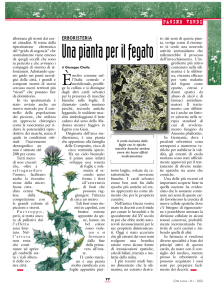 Una pianta per il fegato