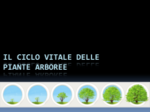 il ciclo vitale delle piante arboree - Progetto e