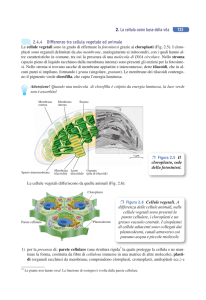 2.4.4 Differenze tra cellula vegetale ed animale 2. La