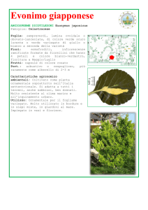 Evonimo giapponese - IIS “San Benedetto”