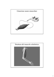 GRI 10) Biochimica della contrazione muscolare