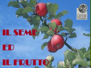 Seme e frutto - sciunisannio.it
