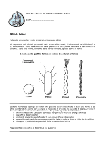 LABORATORIO DI BIOLOGIA : ESPERIENZA N° 8