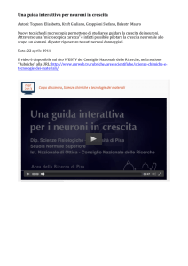 Una guida interattiva per neuroni in crescita
