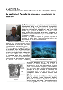 La Posidonia oceanica è una pianta superiore