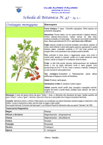 SCHEDA N. 47 Crataegus monogyna