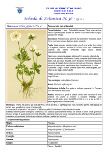 SCHEDA N. 36 Ranunculus glacialis