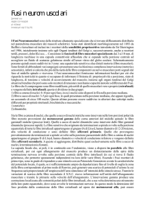 Fusi neuromuscolari