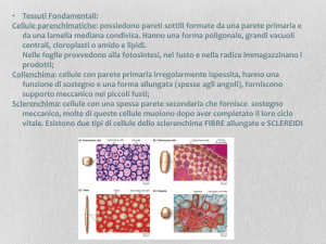 biologia vegetale1 b