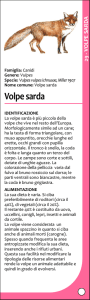 Volpe sarda