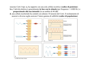 neurone Corti I tipo