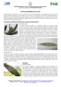 Patologie minori dell`olivo