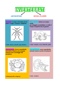 ARTROPODI SENZA ZAMPE