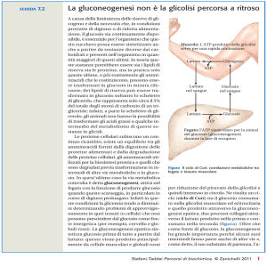 La gluconeogenesi non è la glicolisi percorsa a ritroso