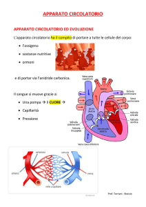 Apparato Circolatorio: Evoluzione e Funzioni